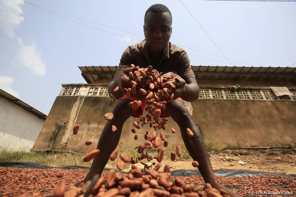 Nederlands plan moet cacaoboeren Ivoorkust uit armoede helpen