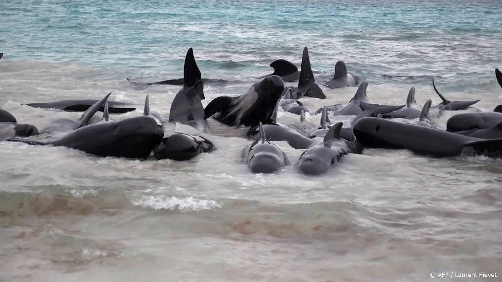 Ook de laatste 45 grienden die strandden in Australië zijn dood