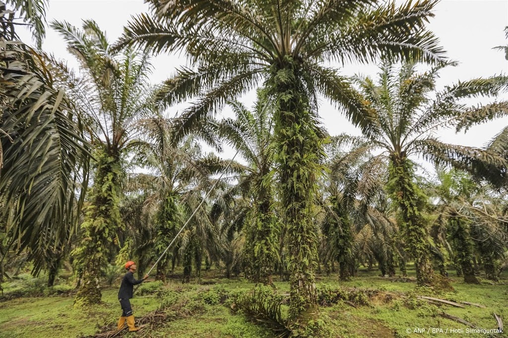 Palmolieplantages Indonesië kampen met droogte en verouderde bomen