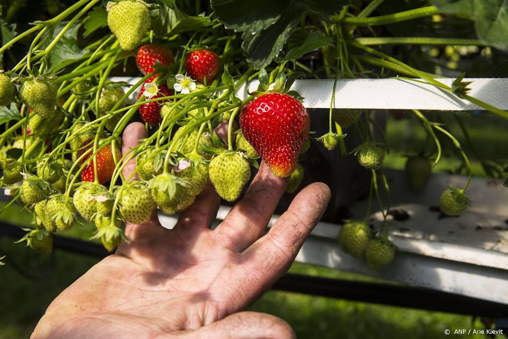 Glastuinbouw: groenten en bloemen wellicht duurder door hoge gasprijs