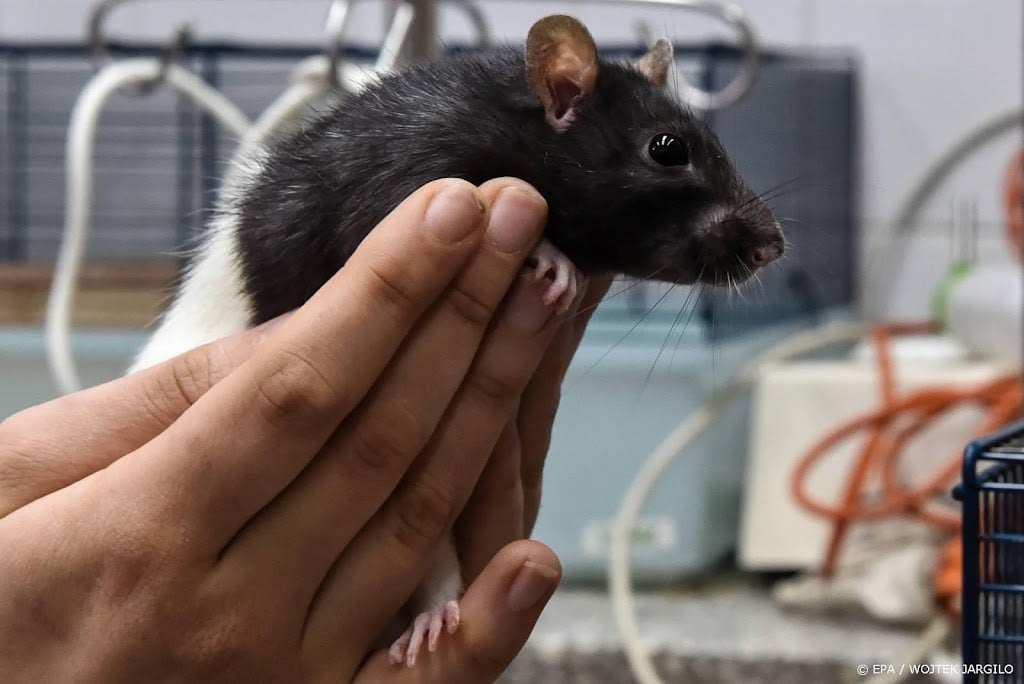 Vergeetachtige muizen gebaat bij knuffelhormoon