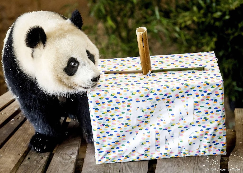 In Nederland geboren panda Fan Xing verhuist naar China