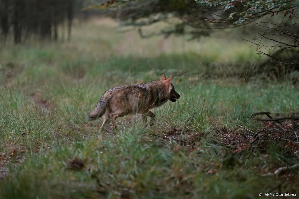 Nederland heeft nu negen wolvenroedels met minimaal 39 welpen