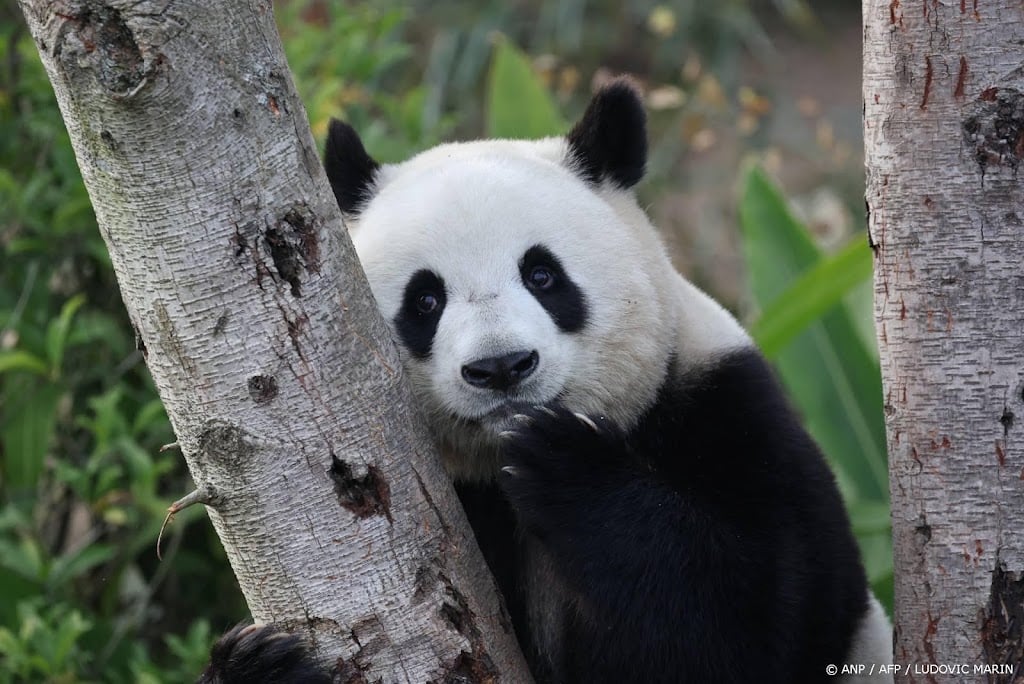 China stuurt twee reuzenpanda's naar de Verenigde Staten