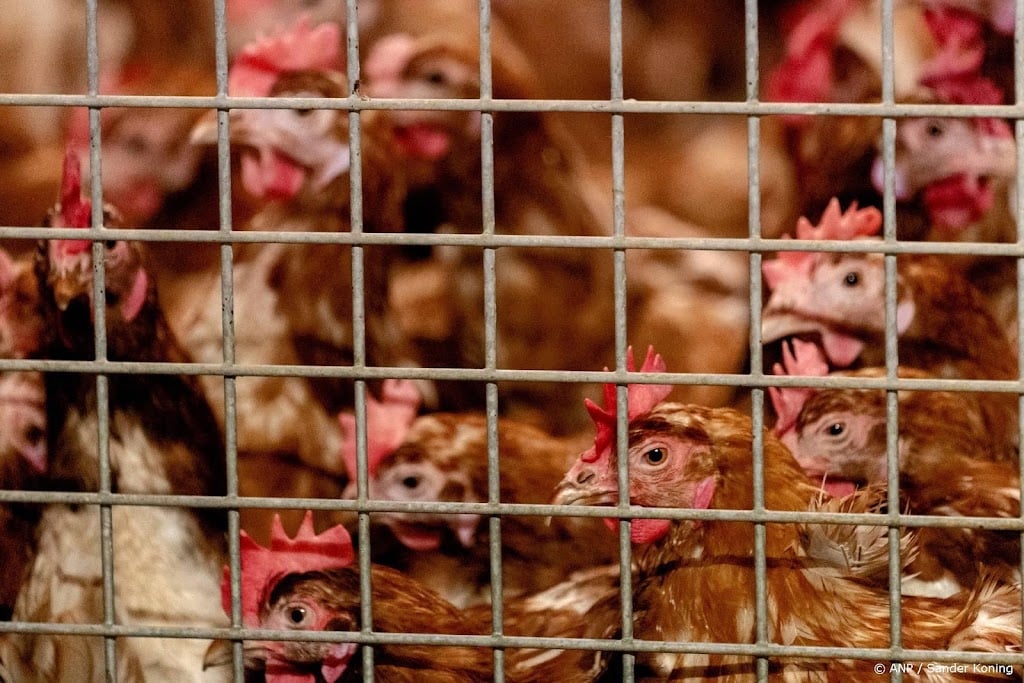 Vogelgriep vastgesteld in Lutjegast, 45.000 dieren gedood