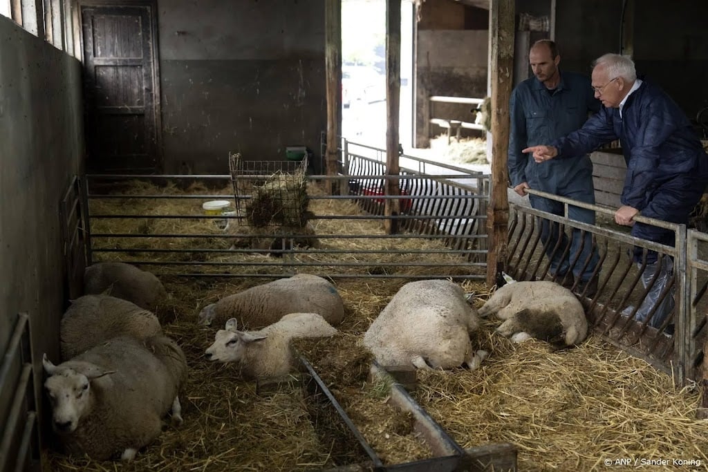 Minder landbouwdieren, vooral minder schapen door blauwtong