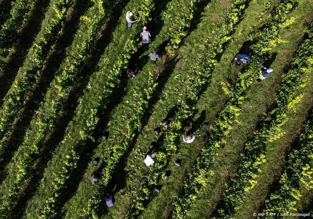Duitse wijnbouwers kampen met grote crisis, waarschuwt branche