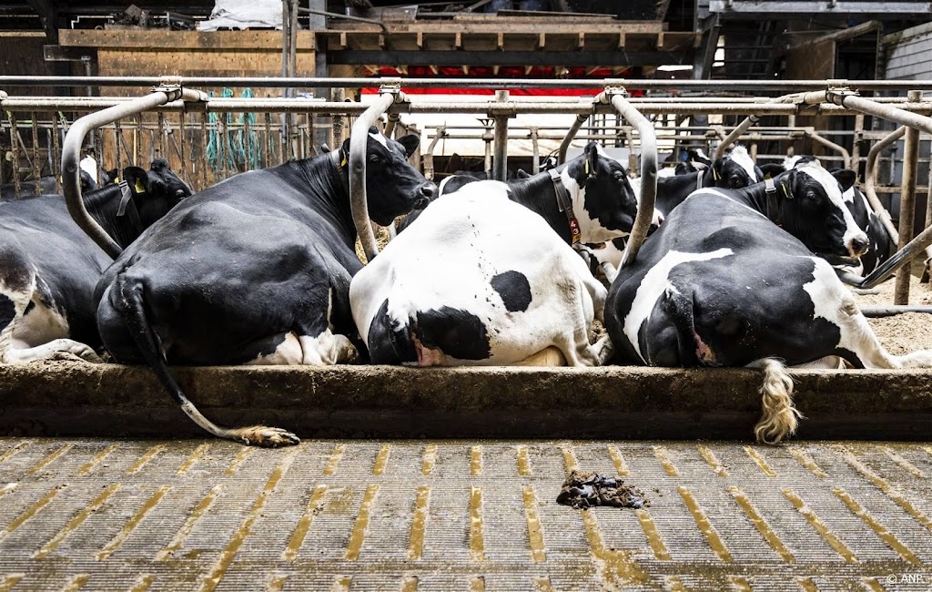 Veehouderij voldoet aan mestregels, maar productie moet omlaag