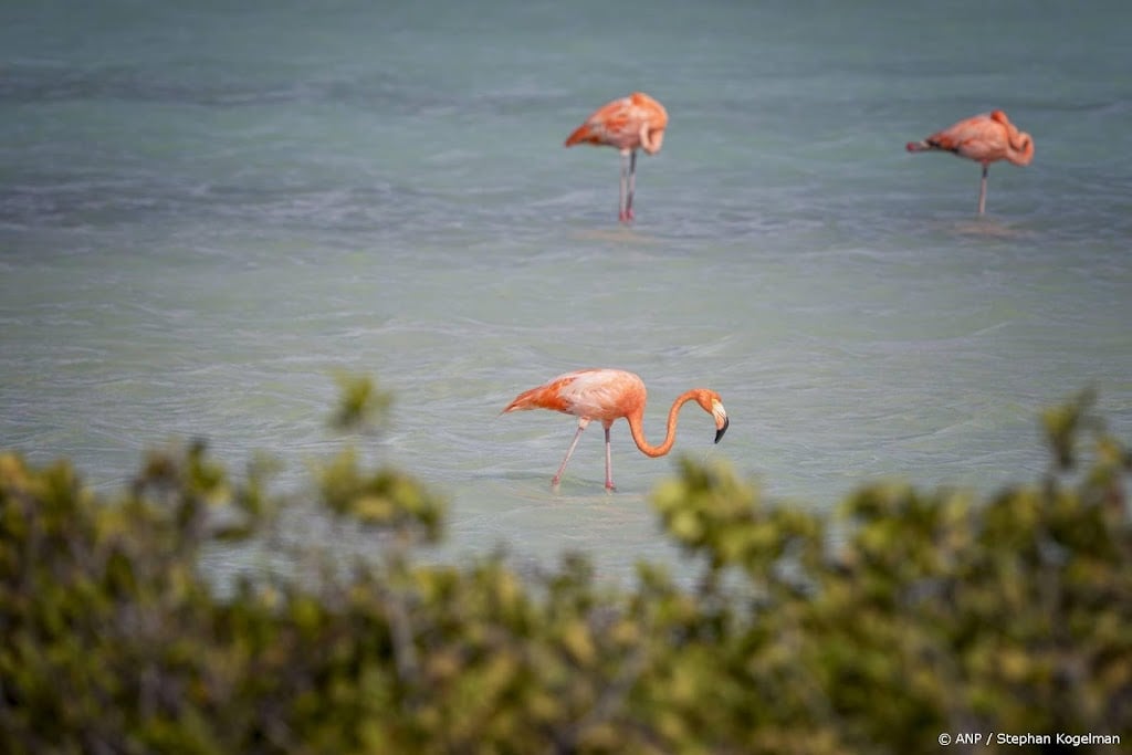 Bonaire vraagt 'snelle hulp' van Nederland om stijgende prijzen