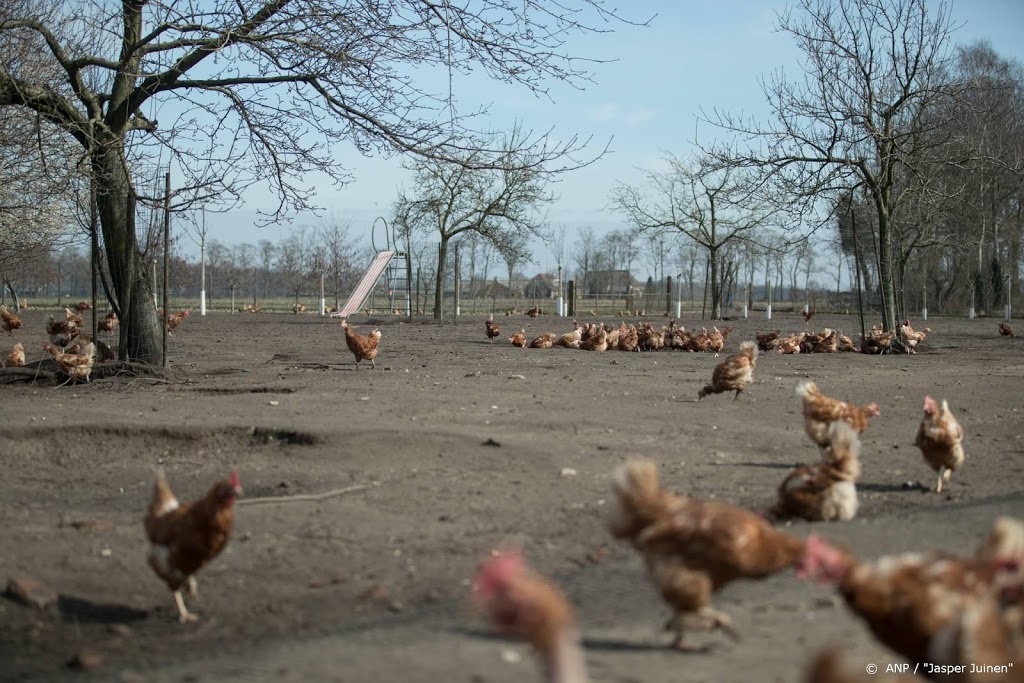Pluimvee mag vanaf woensdag weer naar buiten