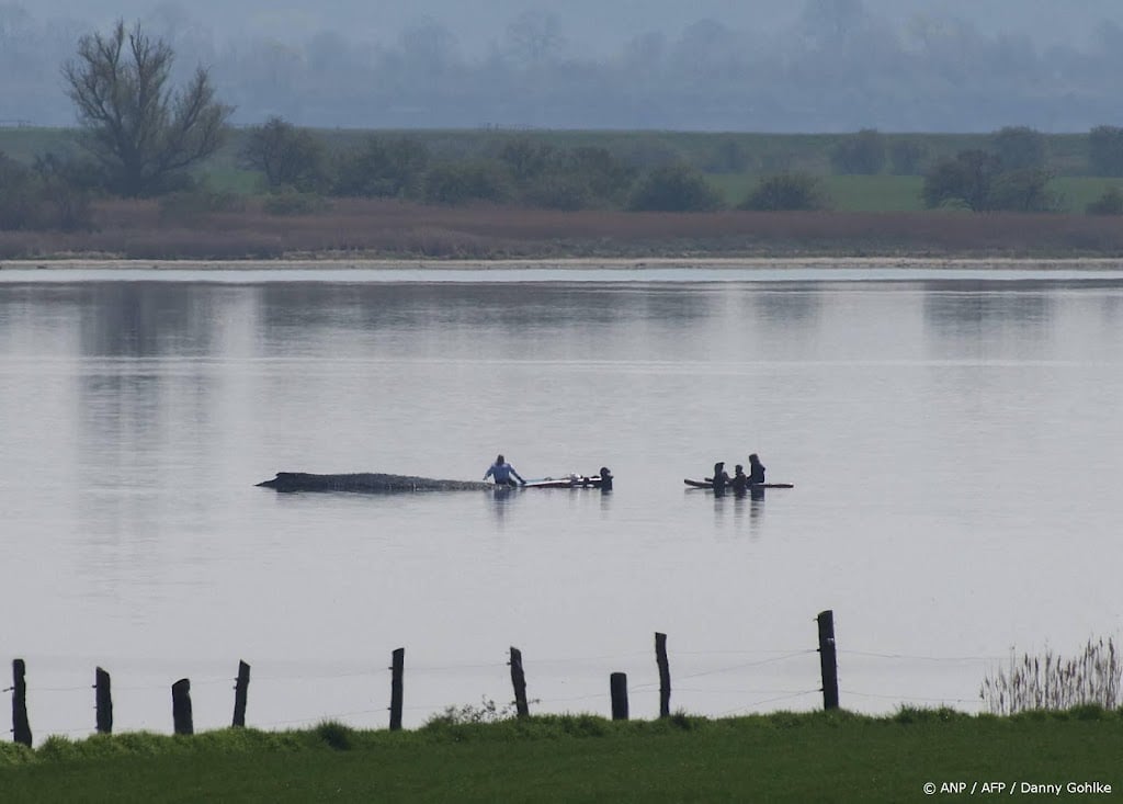 Reddingswerkers proberen bultrug Timmy met touwen weg te trekken
