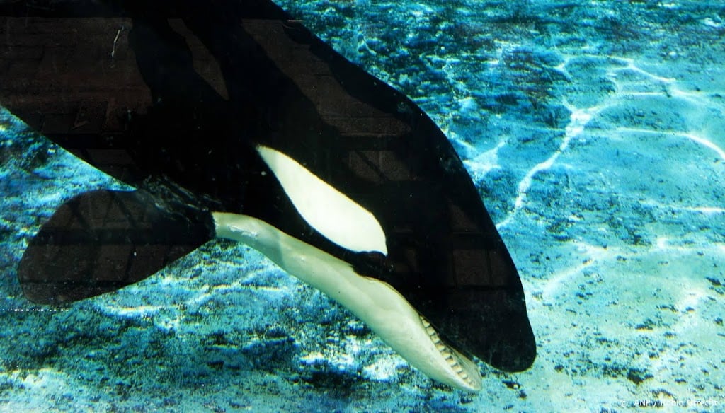 Franse reddingsoperatie voor verdwaalde orka in Seine