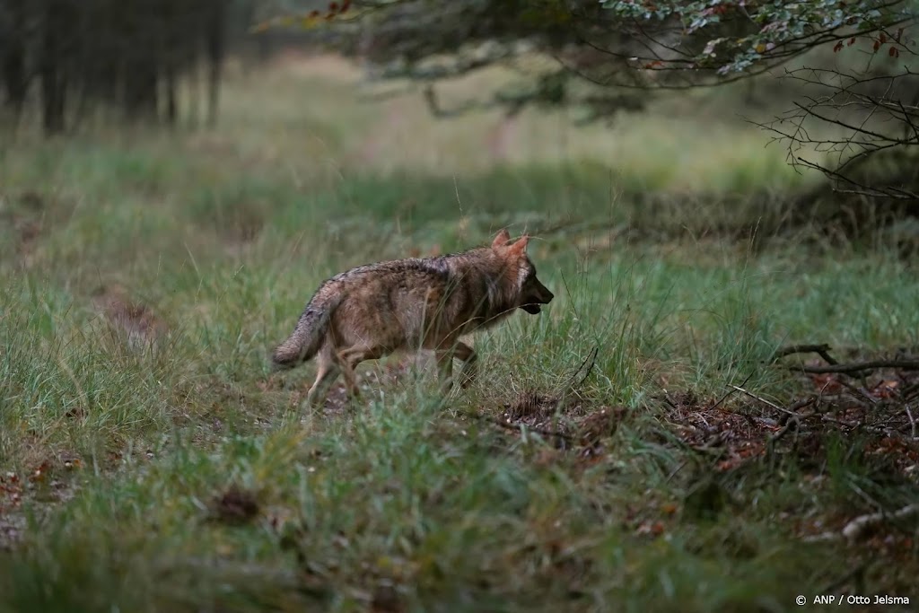 Twee jonge wolfjes gezien op de Midden-Veluwe
