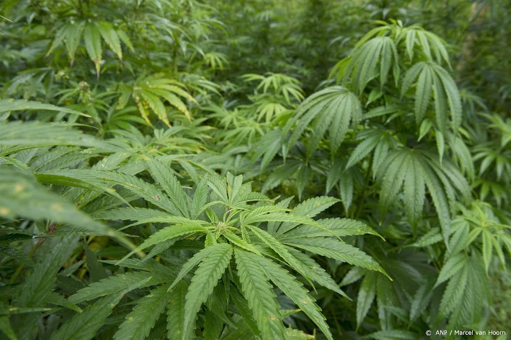 Luxemburgers mogen thuis legaal wietplanten kweken en wiet roken