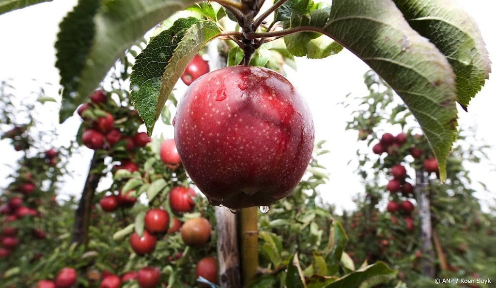 Branche verwacht hogere oogst appels en peren door gunstig weer