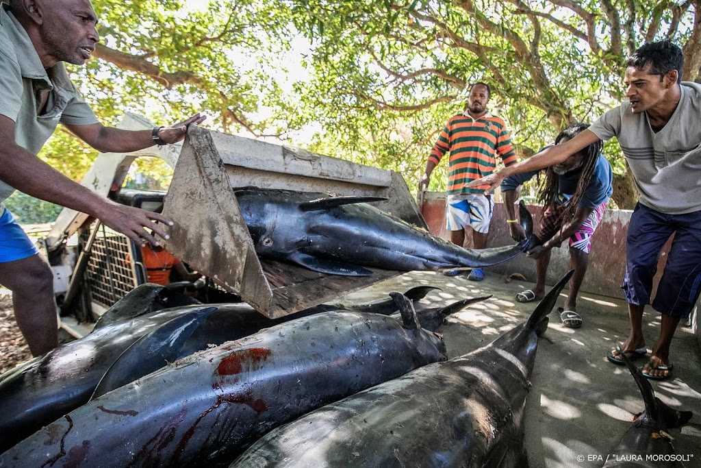 Mauritius: 38 dode dolfijnen aangespoeld na olieramp