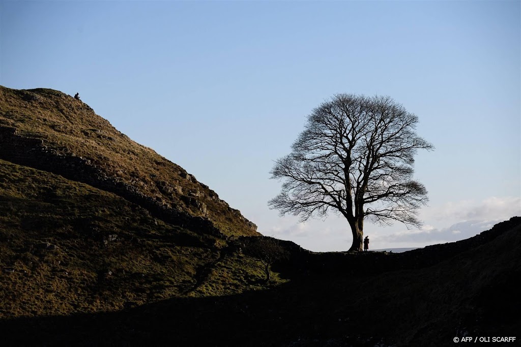 Britse politie onderzoekt kappen van 'iconische' boom