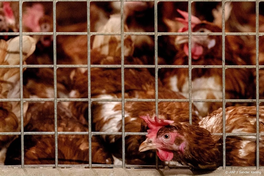 Per direct landelijke ophok- en afschermplicht vanwege vogelgriep