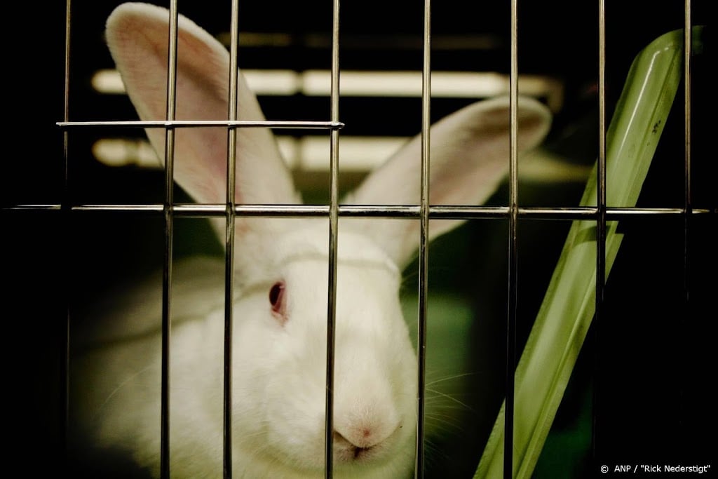 'Test met donorbloed redt konijnenlevens'