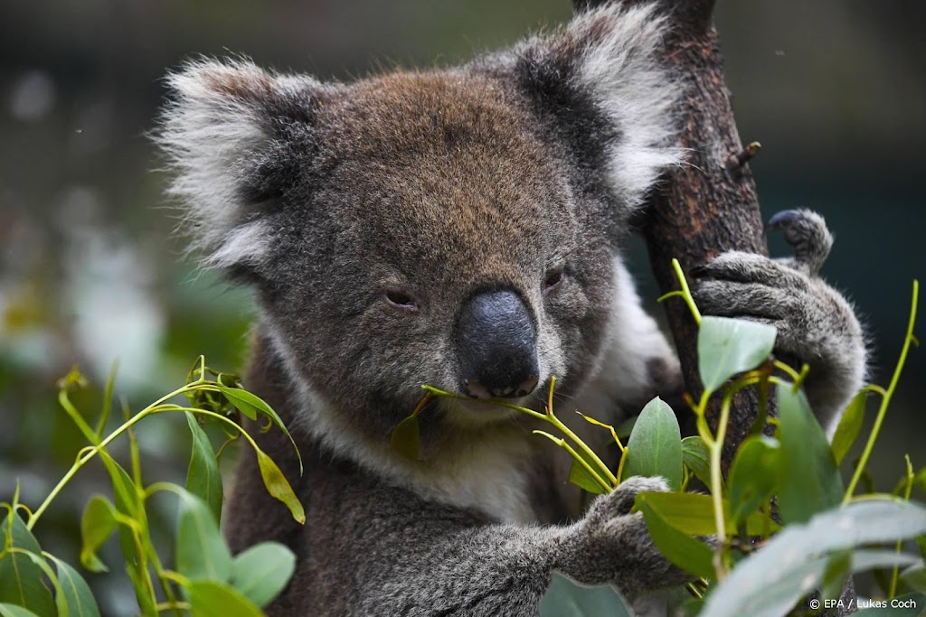 Australië trekt 31 miljoen uit voor bescherming koala's