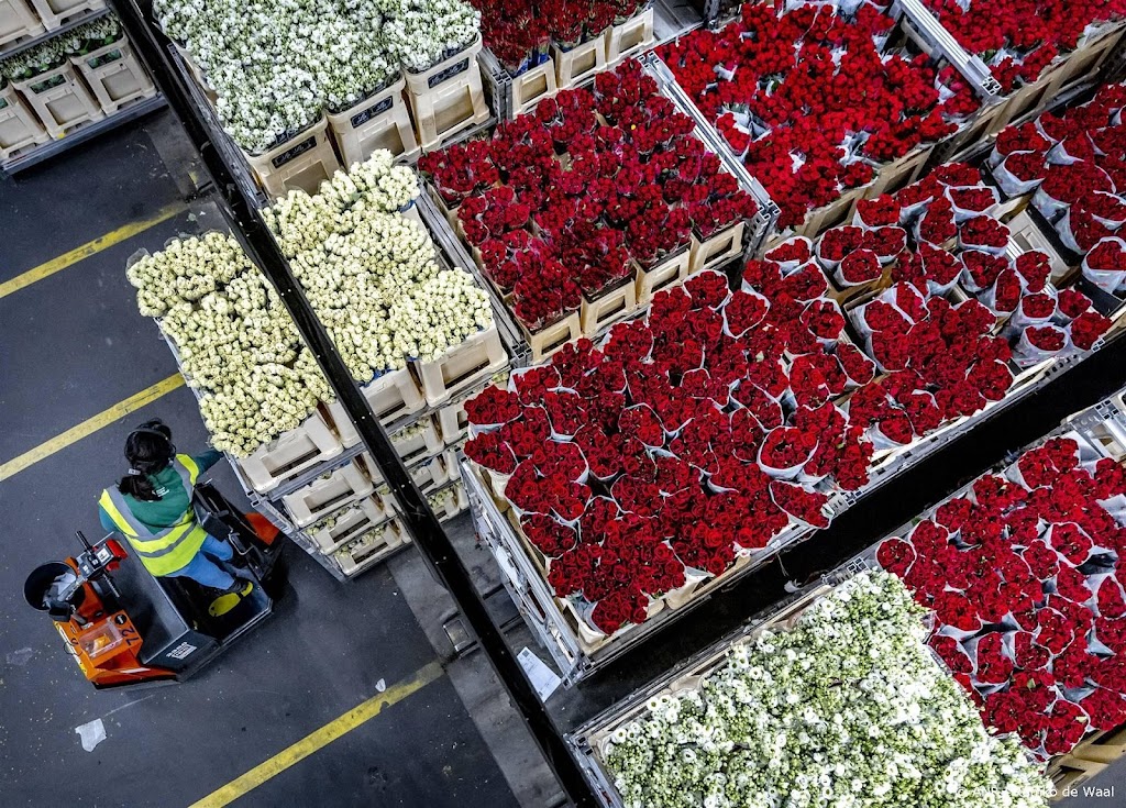 Veel onzekerheid in bloemenbranche over nieuwe inspecties in VK