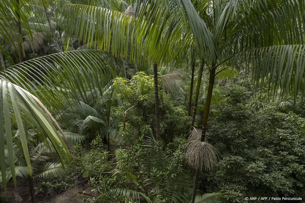 Rapport: minder regenwoud weg in 2025, maar brandrisico groeit