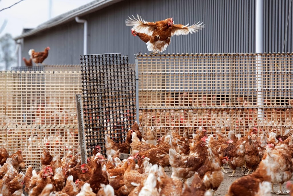 FNV waarschuwt ook voor coronaproblemen in de pluimveesector