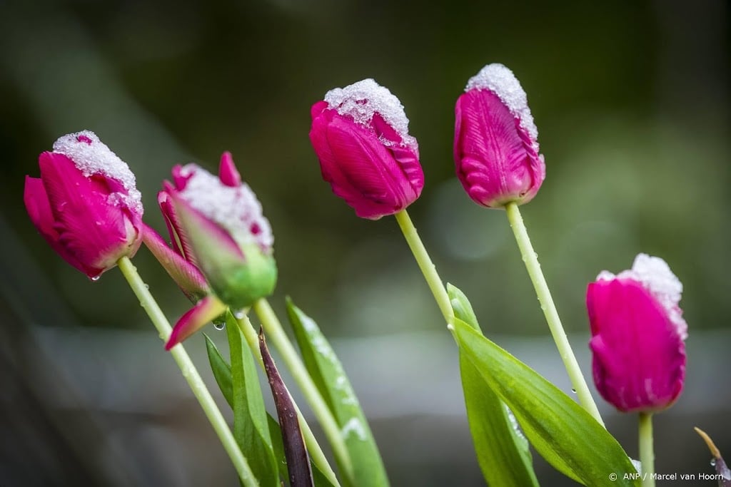 Nederland kent koudste lente sinds 2013