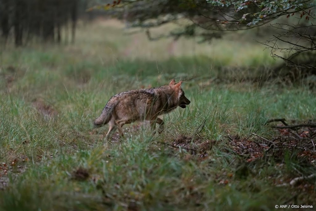 Veel interesse voor regeling wolfrasters Gelderland