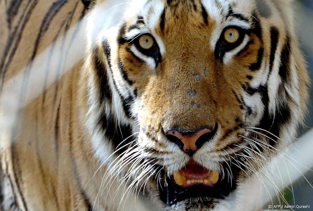WWF: aantal tijgers in Bhutan met een kwart toegenomen
