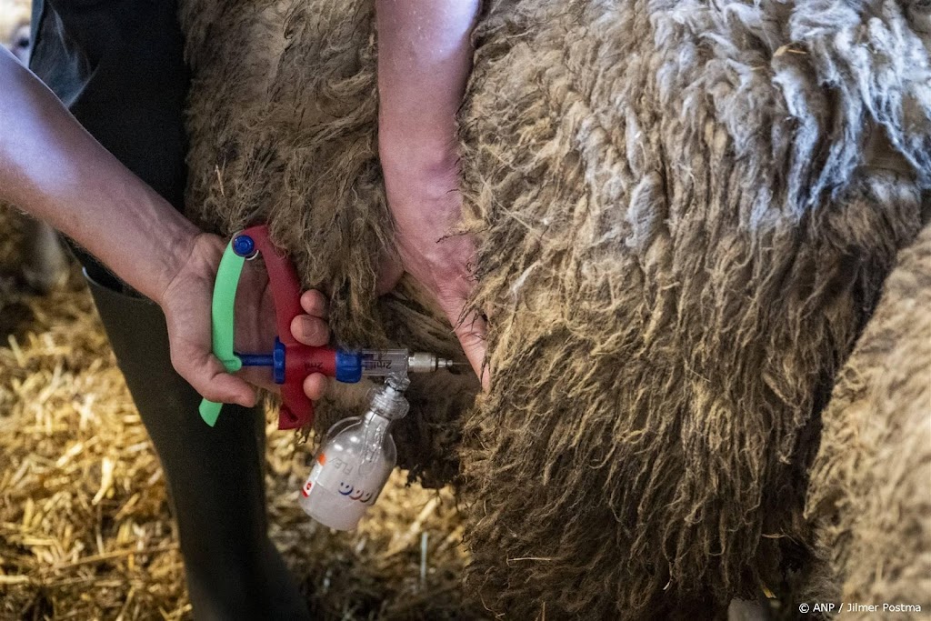 Blauwtongvirus op bijna 1100 plekken, verdubbeling in week tijd