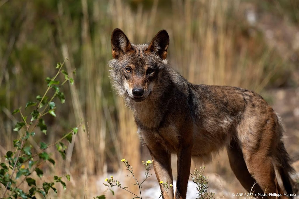 EU-hof verbiedt wolvenjacht in Spaanse regio