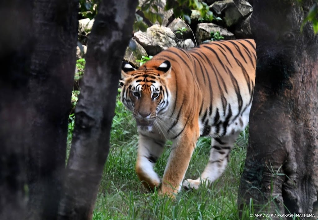 WWF: aantal tijgers in Nepal verdrievoudigd in zestien jaar tijd