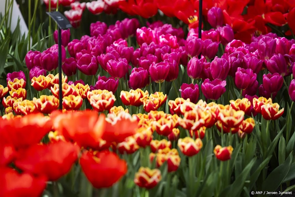 Tulpen worden schaarser en duurder door extreme regenval