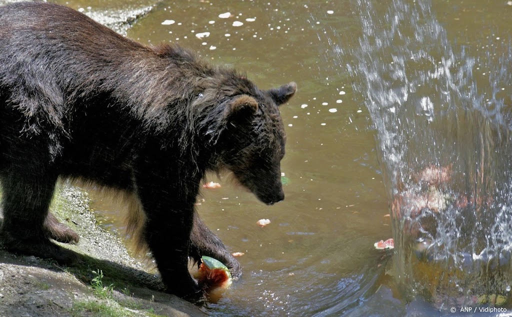 Ouwehands Dierenpark ontvangt verwaarloosde beren uit Oekraïne