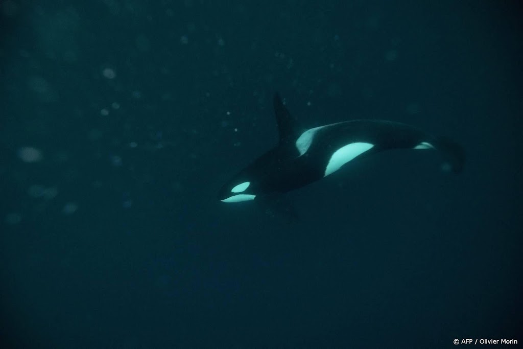 Orka aangespoeld op Belgisch strand