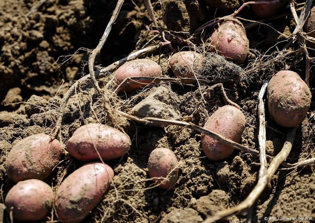 Minder aardappelen en uien geoogst, wel rond gemiddelde