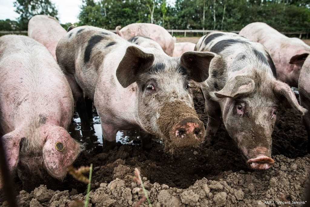 Schaalvergroting varkensboeren zet door