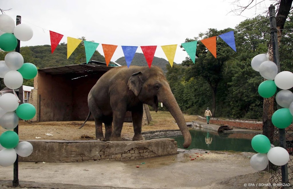 Eenzame olifant Kaavan naar Cambodja