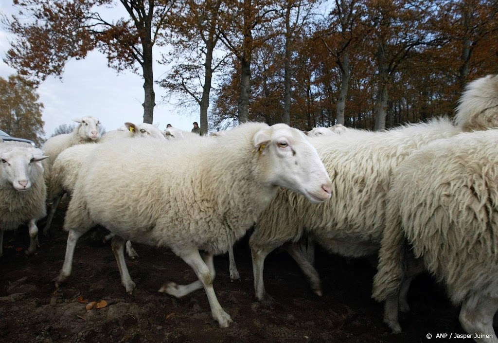 DNA-onderzoek bewijst dat schapen Hallum zijn gedood door hond
