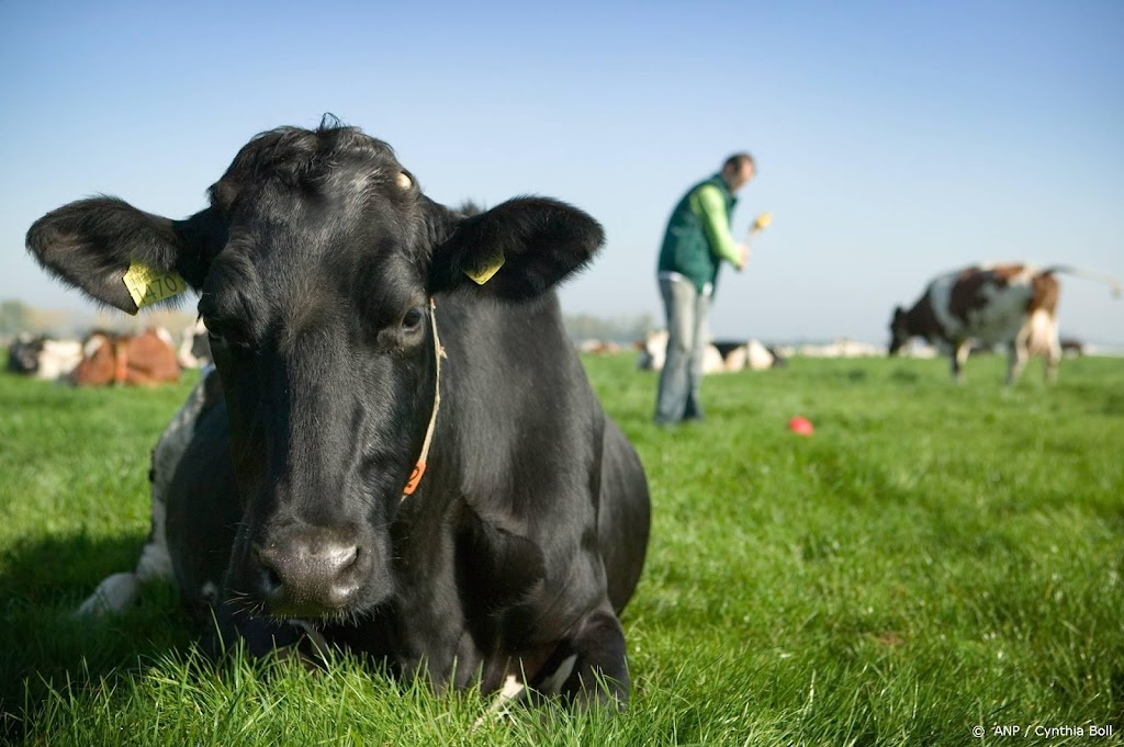 Kabinet geeft meer geld aan boer die sneller stopt om stikstof