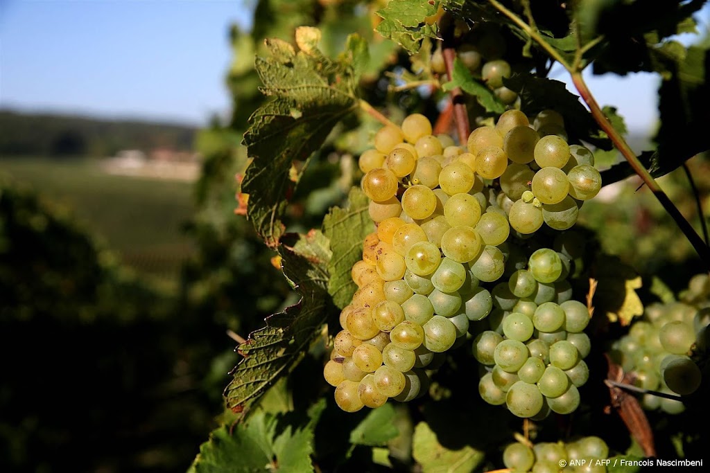 Tegenslagen voor Franse wijnhandelaren ondanks goede oogst