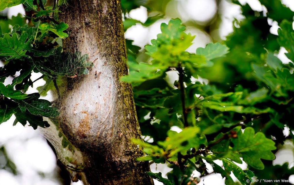 'Megaproject' brengt Nederlandse flora en fauna volledig in kaart