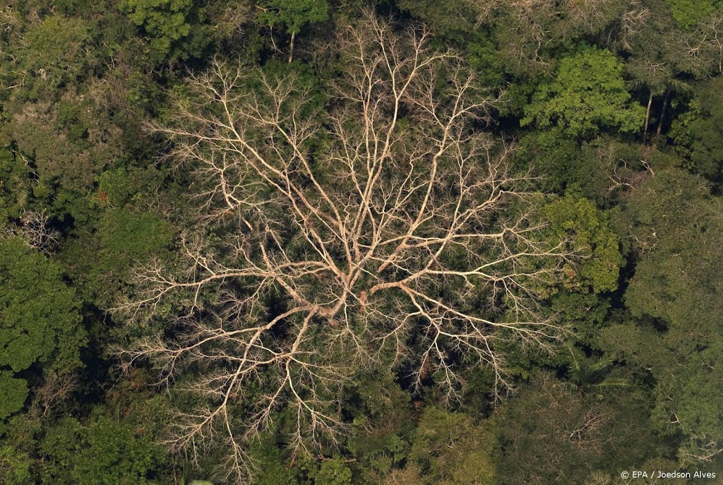 Amazonewoud stoot al tien jaar meer CO2 uit dan het opneemt