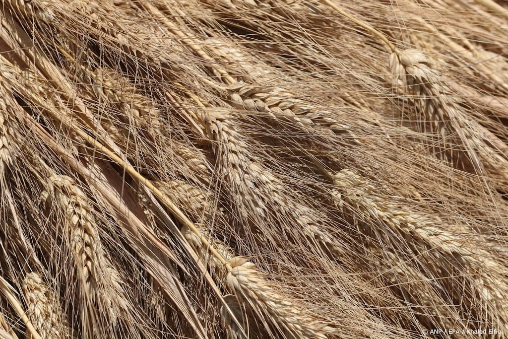 Media: omstreden Russisch graanschip wordt niet gelost in Israël 