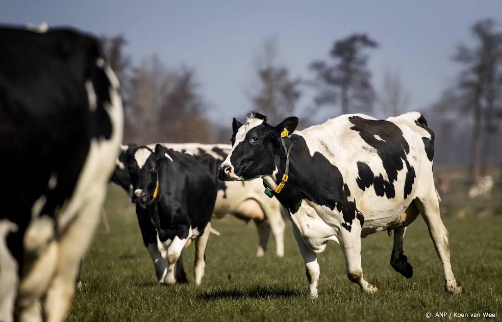 Studie: methaanuitstoot vee in lijn te brengen met klimaatdoelen