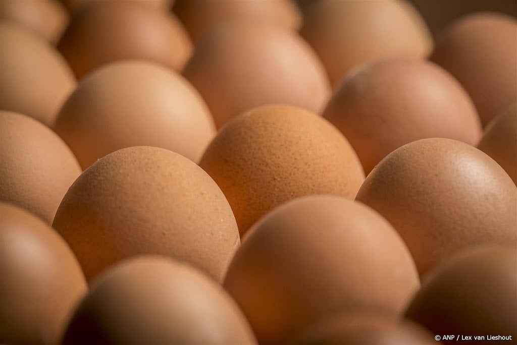 RIVM start landelijk onderzoek naar PFAS in eieren hobbykippen