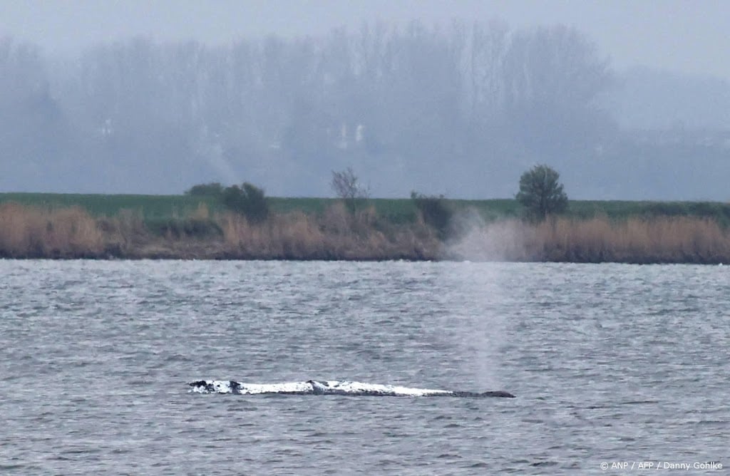 Karkas bultrug Timmy op land getrokken in Denemarken