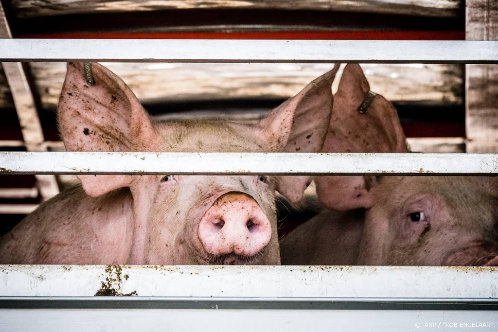 Chinese onderzoekers waarschuwen voor nieuw pandemievirus