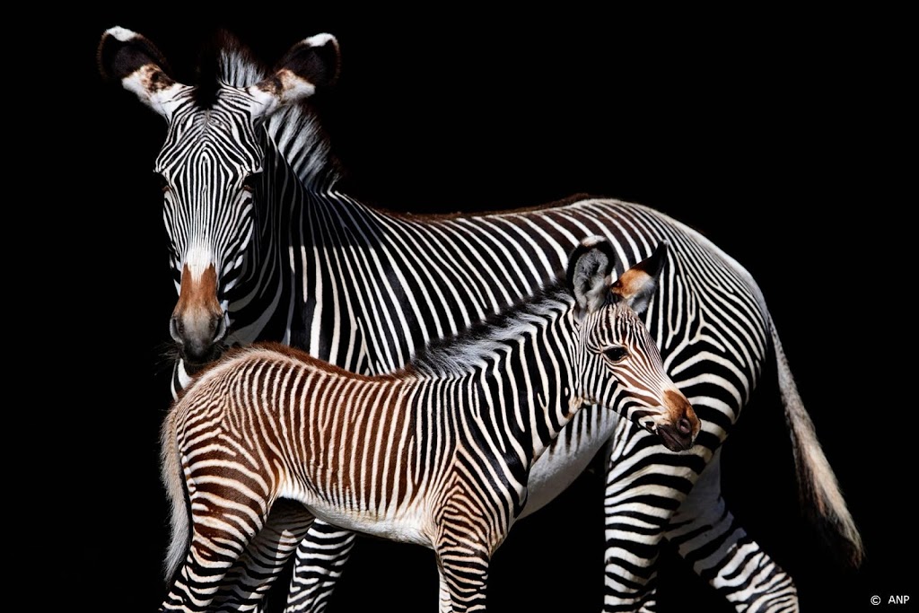 Wakker Dier: 110 miljoen dieren hadden hittestress in 2020